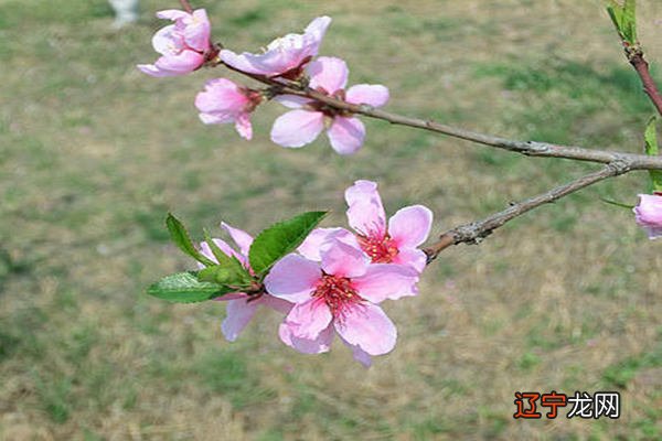 八字命理桃花_八字命理看婚姻晚婚_从八字看人的命理桃花怎么算