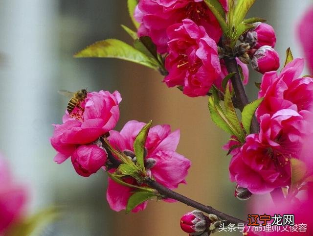 晚年运势大好八字_晚年运势看儿女吗_76年龙女晚年运势