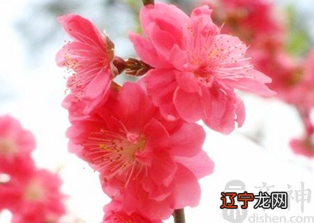 八字看命中桃花_八字看桃花运势_八字看桃花2019