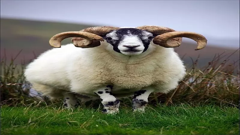 3、羊牛属相合不合:十二生肖里面 ， 属相是牛和属相是羊的相配吗？