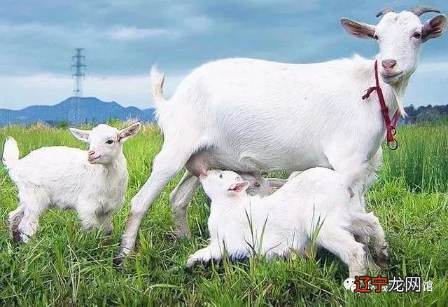 出生月份看今年每月运势_属马人今年每月运势_属鼠今年每月运势