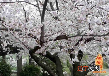 什么花常年开花又耐阴_不知处阴_梦见阴处开花