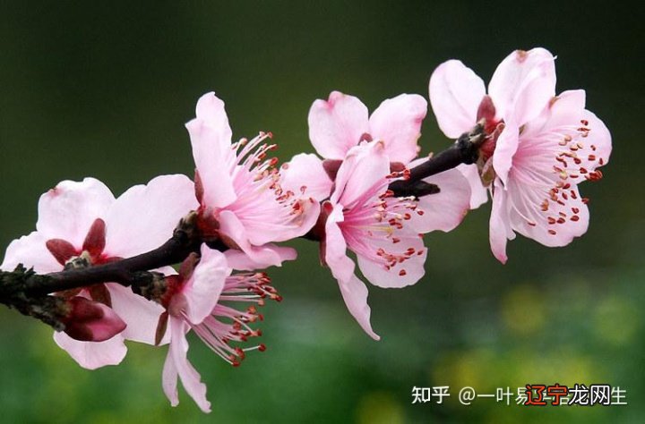 八字桃花劫_八字算桃花_八字桃花多