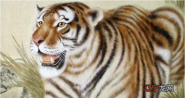 组图 属虎人2022年事业运势生肖虎的性格比较