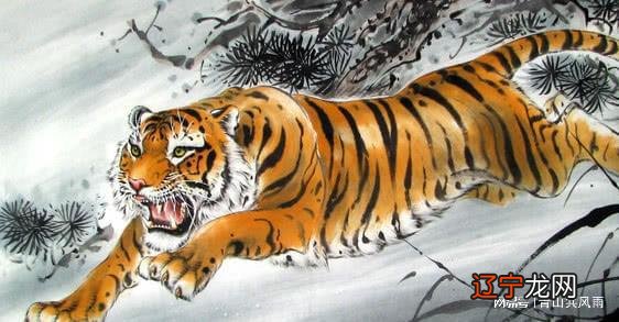 组图 属虎人2022年事业运势生肖虎的性格比较