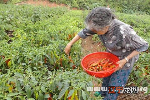 梦见吃辣椒_梦见吃大红辣椒_梦见自己吃很多辣椒