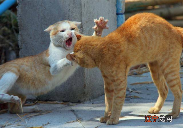 梦见自己把野狗打死_梦见野狗是什么意思_梦见野狗野猫