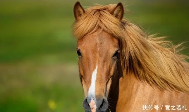 乞属于五行什么生肖_嫁乞随乞嫁叟随叟_山乞的乞