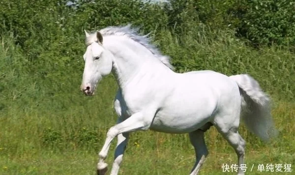 岩属于五行属什么生肖_乞属于五行什么生肖_乞乞科夫的奇异经历