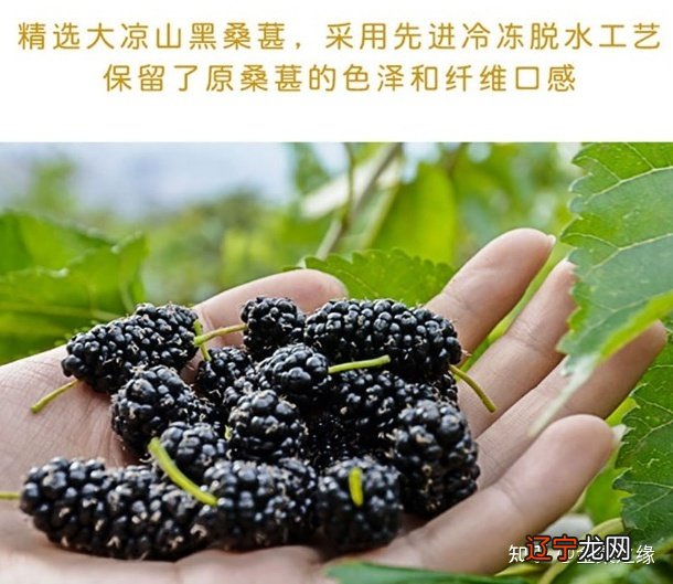 大凉山高海拔无污染彝正堂果干干黑桑葚精选无沙桑葚干白羊座