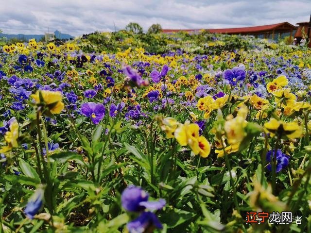 丽江旅游攻略:丽江秦时明月美宿,纳相缘茶马文化