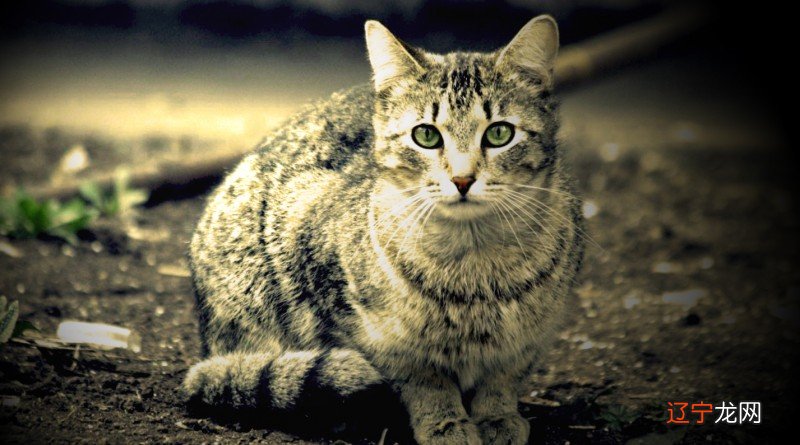 猫屎咖啡是什么猫的屎_踩猫屎是什么_梦见踩猫屎