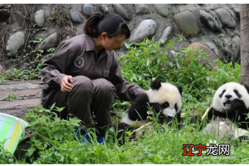 家里来猫风水上好不好_风水学家里跑来猫_鸡来穷猫来富