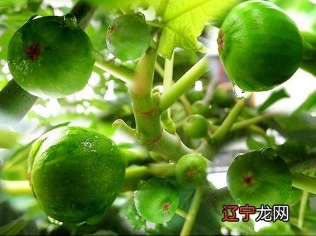 无花果为什么叫无花果_怀孕梦见无花果_梦见无花果