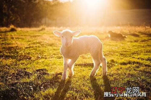 今年22岁属什么生肖属_本命年属带什么生肖好_属羊今年带什么生肖好