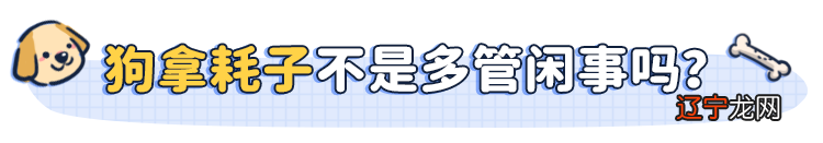 狗抓30多斤老鼠视频_梦见狗抓老鼠_梦见抓老鼠打老鼠