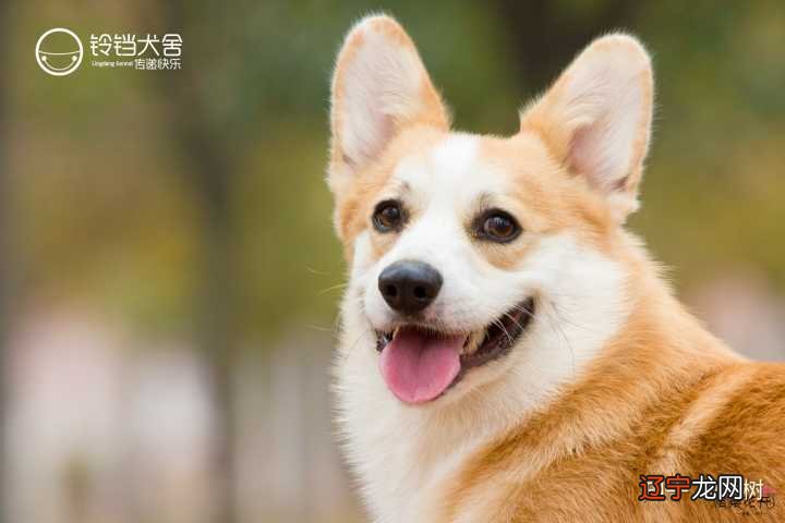 陈二狗寄幼安和见怀韵_见买狗_怎么让比特犬见狗就咬