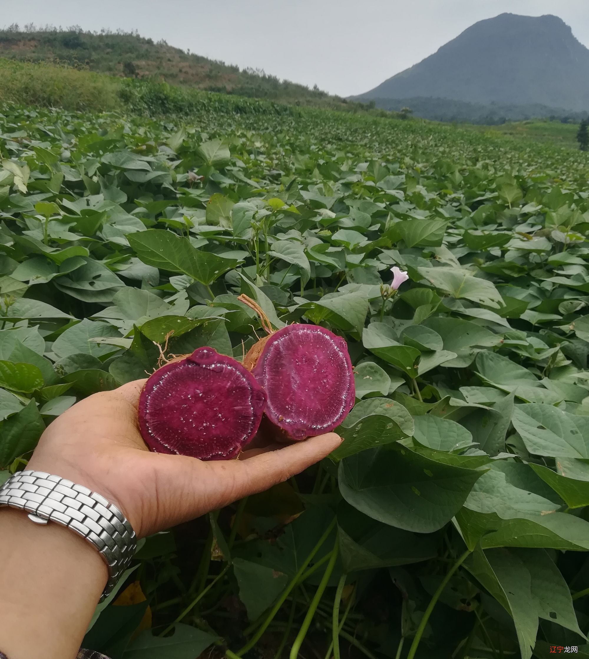 梦见南瓜开花_梦见青南瓜是什么意思_南瓜开花馒头的做法