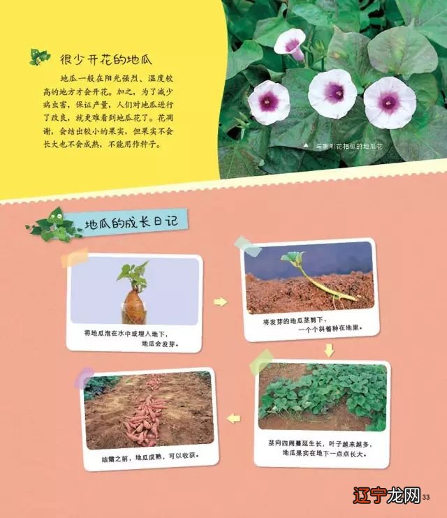 梦见青南瓜是什么意思_梦见南瓜开花_南瓜开花馒头的做法