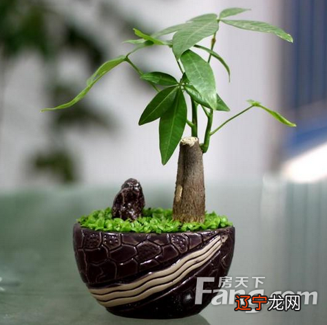 十二生肖的家里种什么植物好？