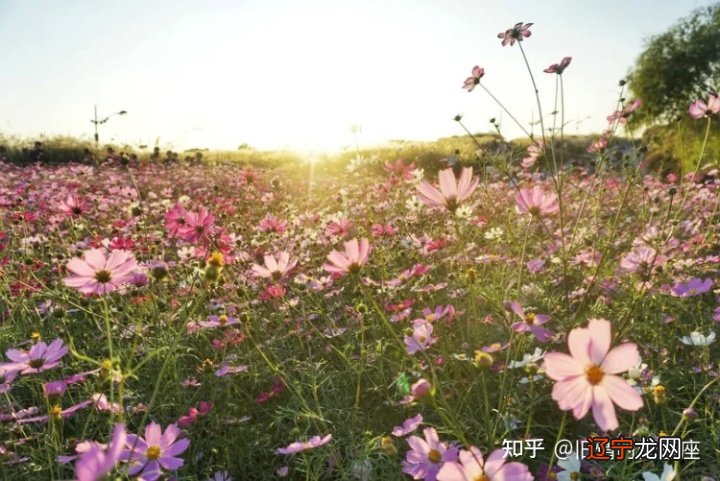 今年运程_属蛇今年运程_84年属鼠今年运程