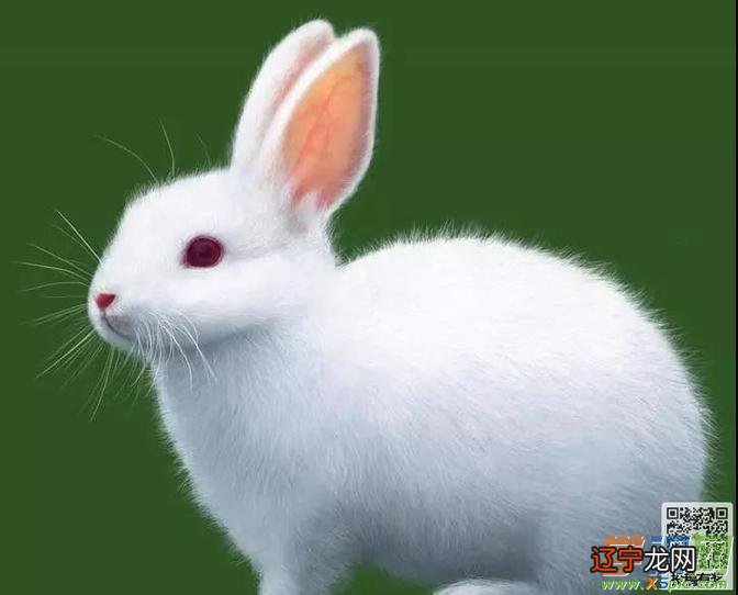 梦见可爱的兔子_梦见兔子吃兔子_可爱卡通兔子