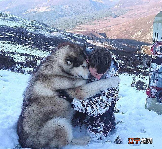 梦见抱大狗_抱猫和抱狗_女人梦见狗抱着我不放