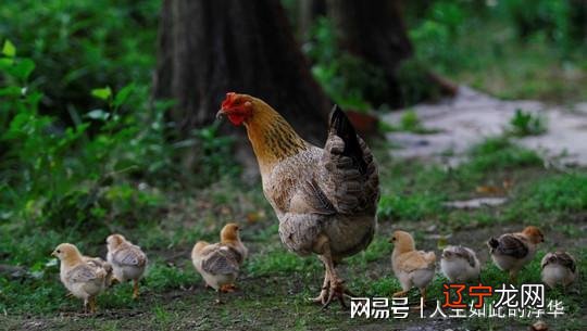 网梦见捡鸡蛋_梦见捡鸡蛋鸡蛋破了_梦见捡鸡蛋是什么预兆