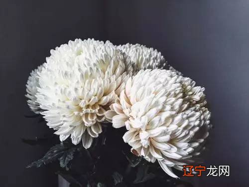 树 白 花 短 花瓣 菊花_野生白菊花图片_梦见买白菊花