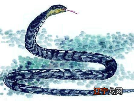 生肖属蛇怎么样_1563年属啥生肖属啥_生肖蛇五行属什么