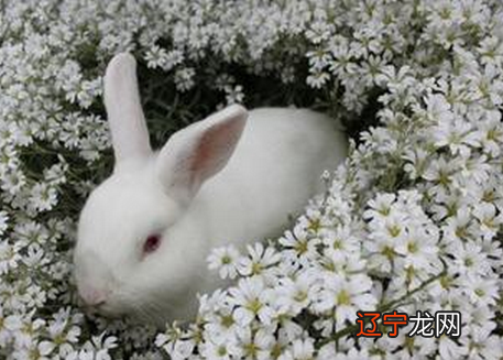 梦见白兔在笼子里_梦见白兔猫_梦见白兔有什么征兆