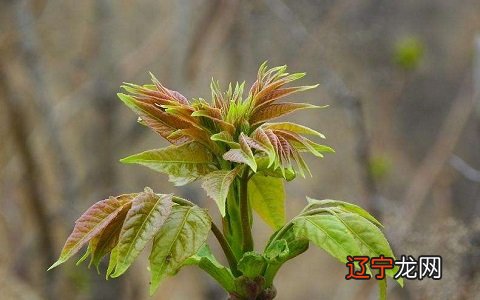 屋前种什么树最旺风水？这四种树旺人旺财