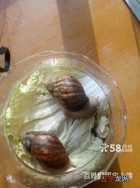 田螺姑娘的爱情故事:青椒炒田螺,还有曾经的那份感觉