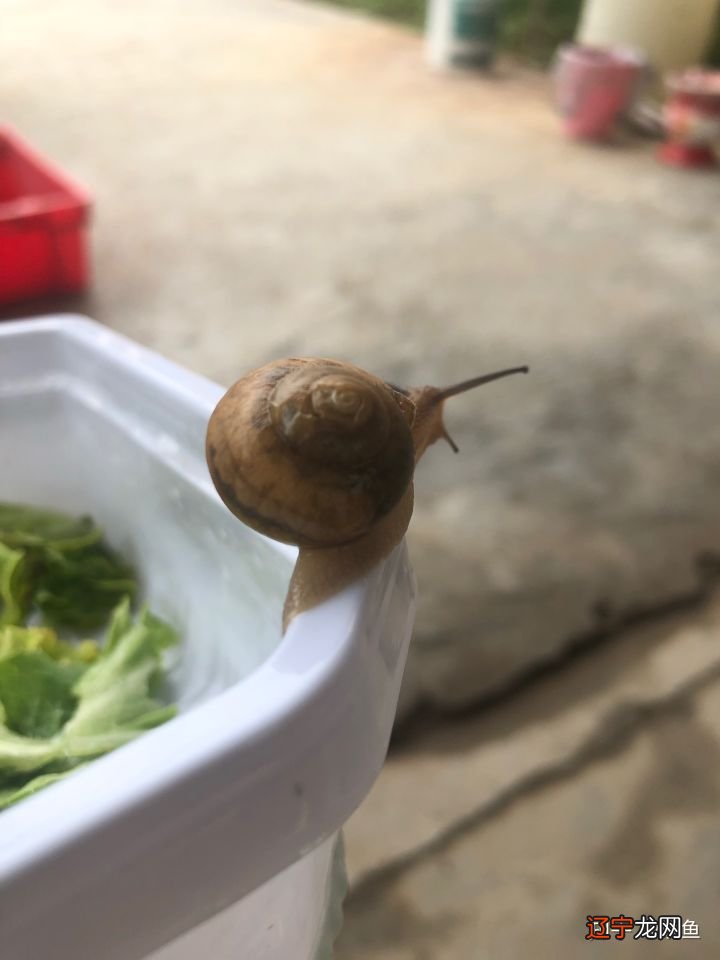 田螺姑娘的爱情故事:青椒炒田螺,还有曾经的那份感觉