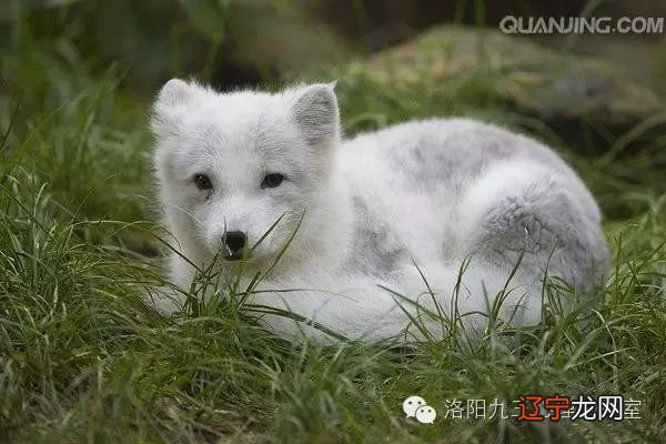 梦见杀蛇却杀不死_孕妇梦见杀蛇杀狼杀猴_梦见杀了一对狐狸