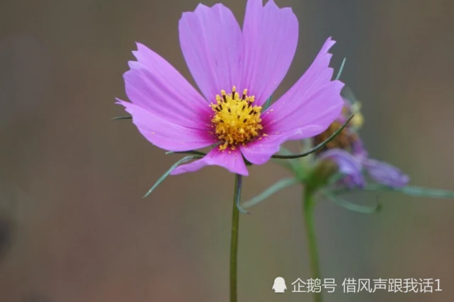 八七年属什么生肖_1974年属什么生肖属_今年22岁属什么生肖属