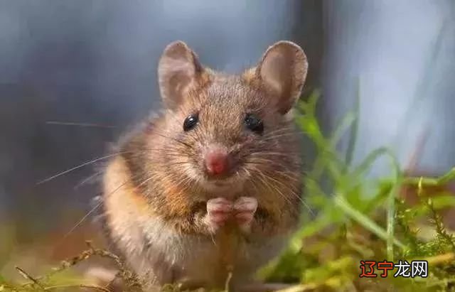 生肖属鼠的名人_家鼠啮齿目鼠科鼠属动物_属什么生肖的名人最多