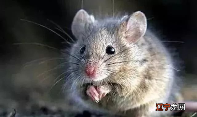 家鼠啮齿目鼠科鼠属动物_生肖属鼠的名人_属什么生肖的名人最多