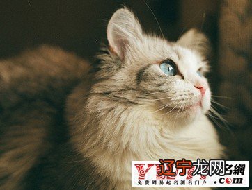 梦见自己养猫_梦见养小奶猫_梦见曾经养过的猫