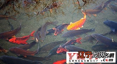 周公解梦:好不好梦见鱼在河里或池塘是什么意思?