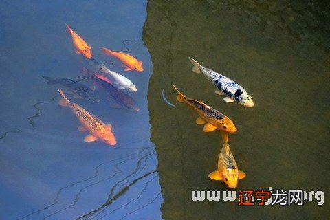 周公解梦:好不好梦见鱼在河里或池塘是什么意思?