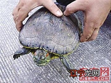 河里流水野钓怎样调漂_梦见甲鱼河里流_梦见河里捉鱼