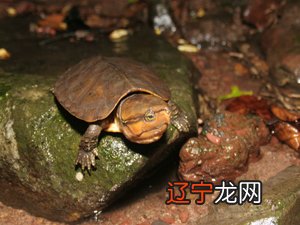 梦见河里捉鱼_梦见甲鱼河里流_河里流水野钓怎样调漂