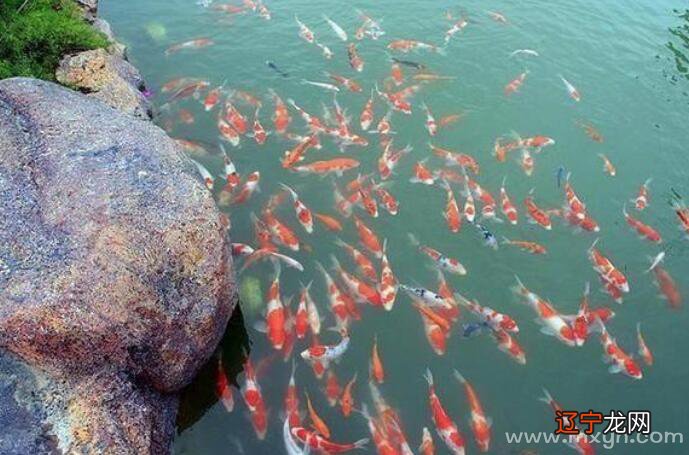 梦见河水里面好多活鱼_梦见河里好多死鱼自己抓了三条活鱼_梦见用手抓到活鱼好多大鱼