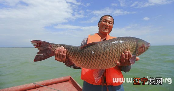 梦见一条活鱼好多死鱼_梦见河水里面好多活鱼_梦见好多死鱼活鱼