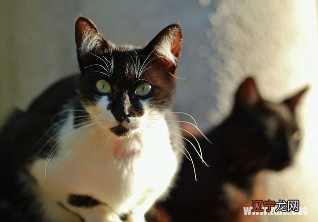 孕妇梦见黄猫是胎梦_梦见一只生病的黄猫_梦见黄猫