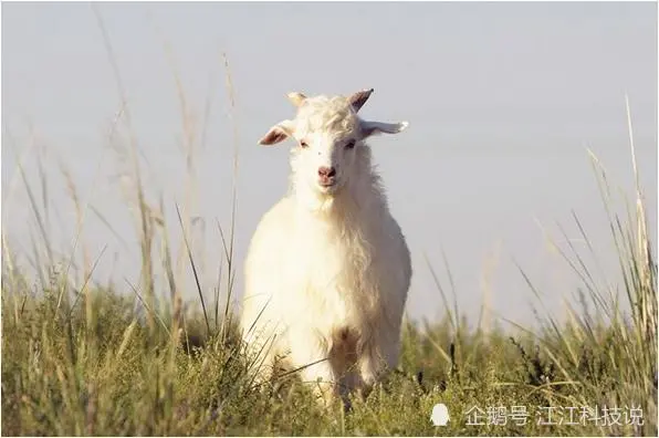 18岁今年是属什么生肖_1936年属什么生肖今年多大_54年属什么生肖今年多大