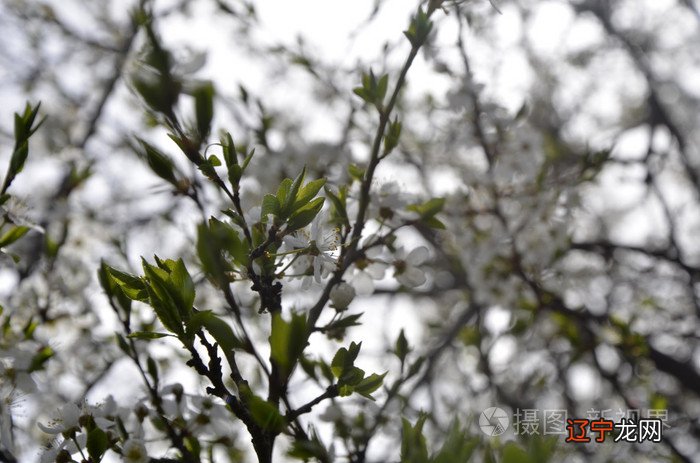 樱花占卜_樱花樱花想见你罗马音_塔罗牌占卜在线占卜