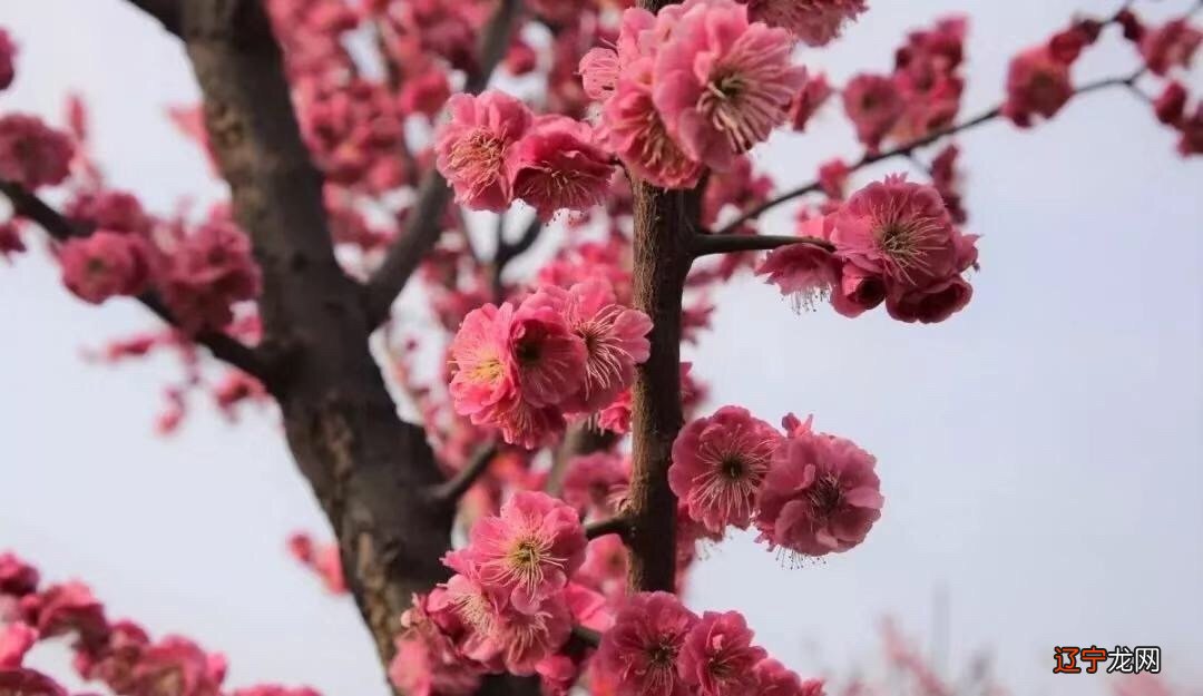 塔罗牌占卜在线占卜_樱花樱花想见你罗马音_樱花占卜