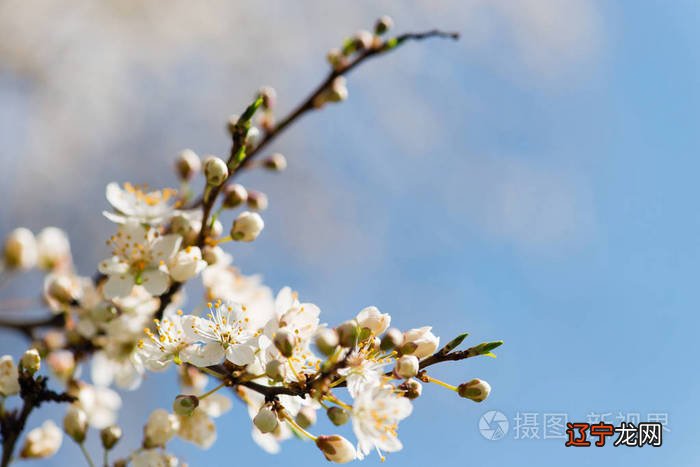 樱花占卜_樱花樱花想见你罗马音_塔罗牌占卜在线占卜